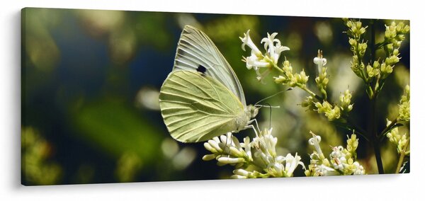 Slika leptira (120x50 cm)