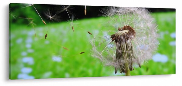 Slika maslačka (120x50 cm)