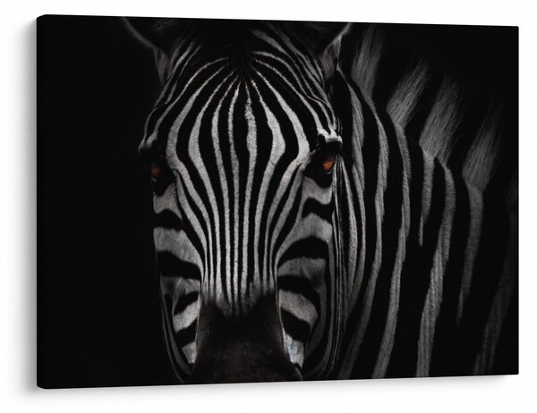 Slika zebre (70x50 cm)