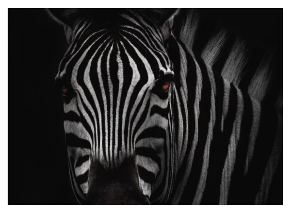 Slika zebre (70x50 cm)