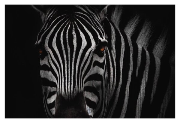 Slika zebre (90x60 cm)