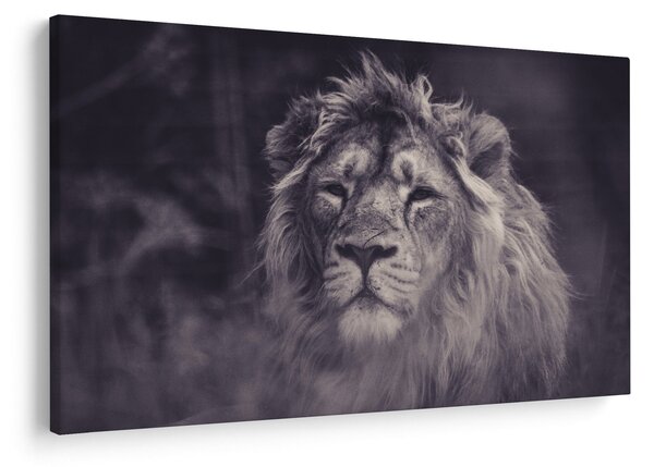 Slika lava (90x60 cm)