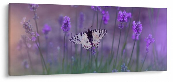 Slika - Leptir u lavandi (120x50 cm)