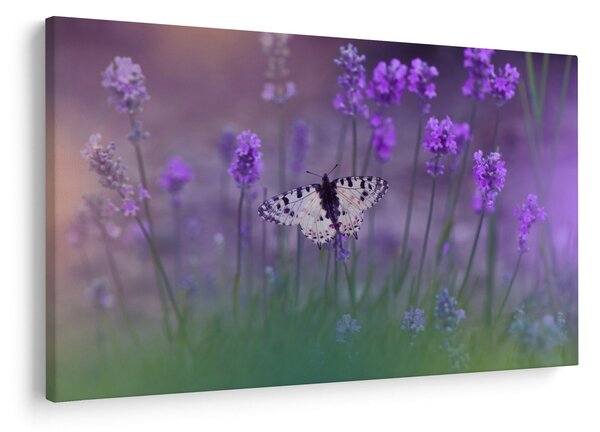 Slika - Leptir u lavandi (90x60 cm)