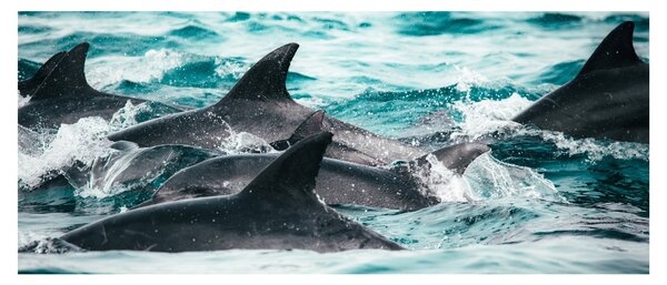 Slika - Dupini u oceanu (120x50 cm)