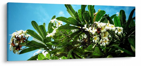 Slika - Plumerija (120x50 cm)