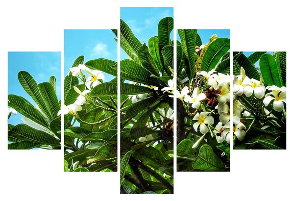 Slika - Plumerija (150x105 cm)