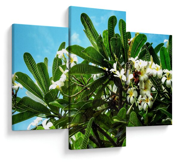Slika - Plumerija (90x60 cm)