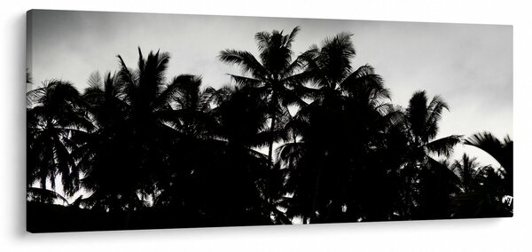 Crno-bijela slika - palme (120x50 cm)