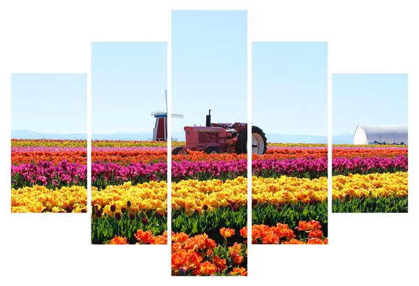 Slika farme tulipana (150x105 cm)