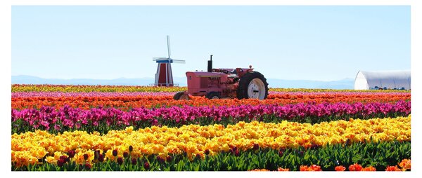 Slika farme tulipana (120x50 cm)
