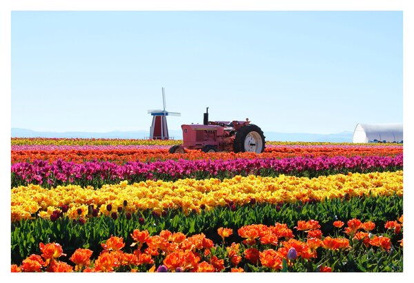 Slika farme tulipana (90x60 cm)
