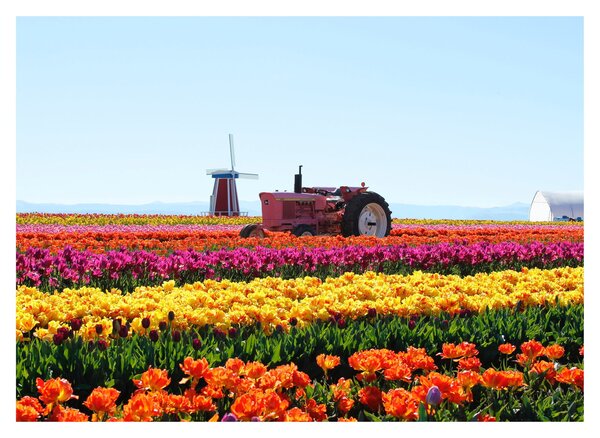 Slika farme tulipana (70x50 cm)
