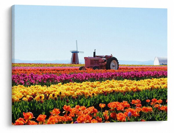 Slika farme tulipana (70x50 cm)