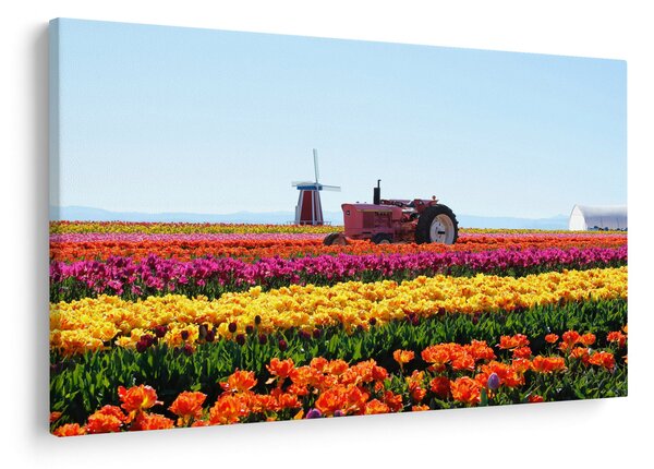 Slika farme tulipana (90x60 cm)