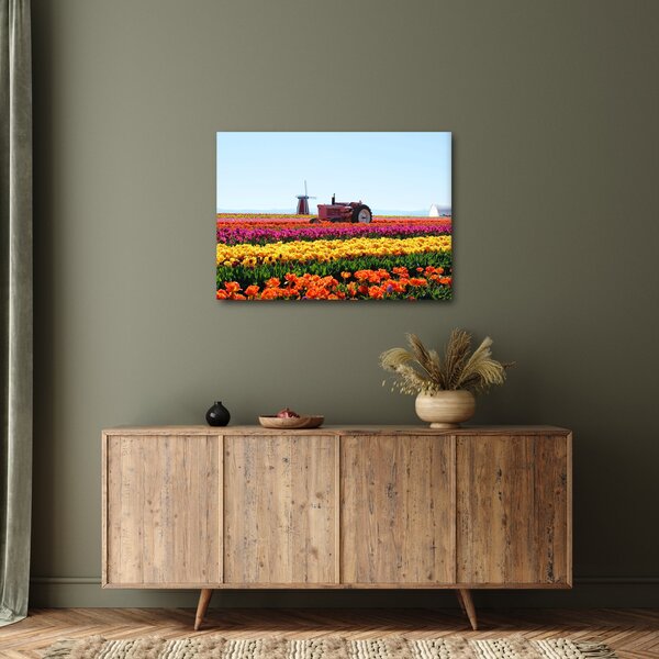 Slika farme tulipana (70x50 cm)