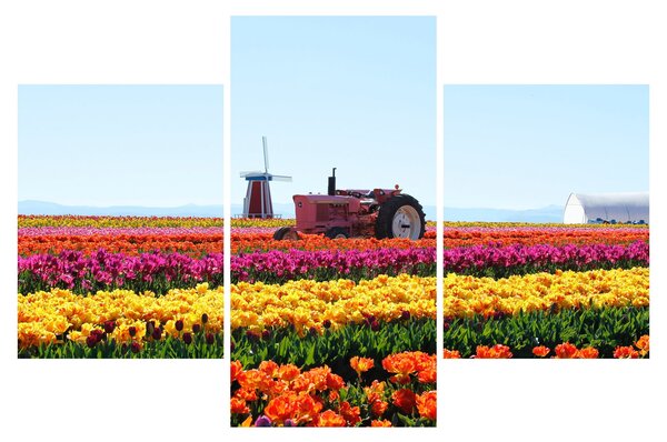 Slika farme tulipana (90x60 cm)