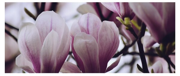 Slika - Magnolija (120x50 cm)