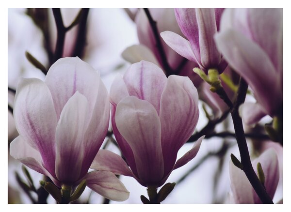 Slika - Magnolija (70x50 cm)