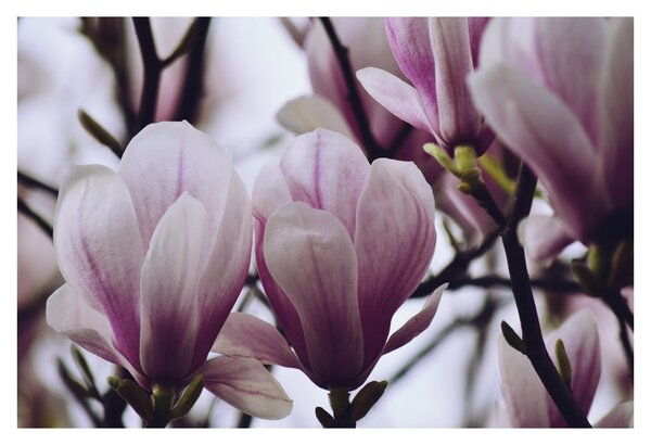 Slika - Magnolija (90x60 cm)