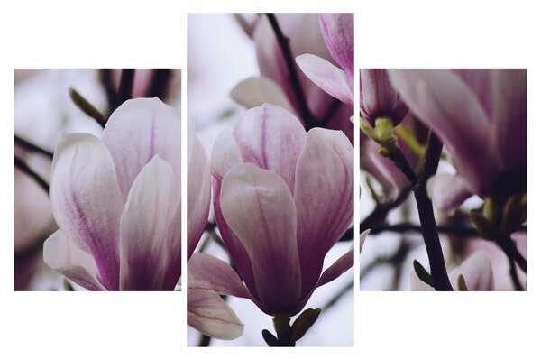 Slika - Magnolija (90x60 cm)