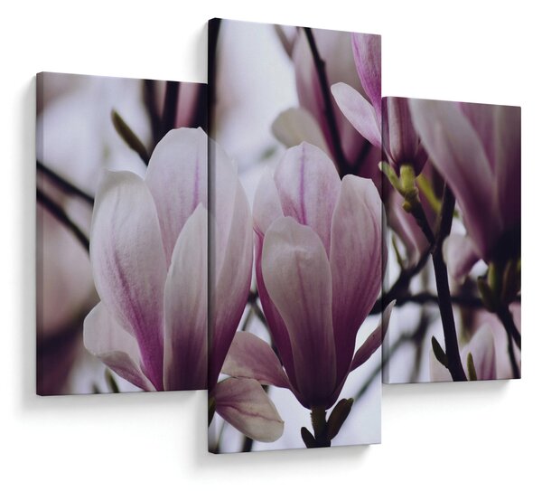 Slika - Magnolija (90x60 cm)