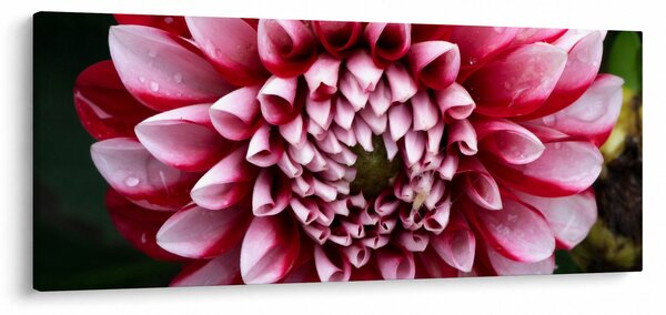 Slika ružičaste dalije (120x50 cm)