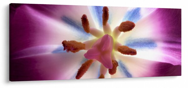 Slika - Cvijet tulipana u detalju (120x50 cm)