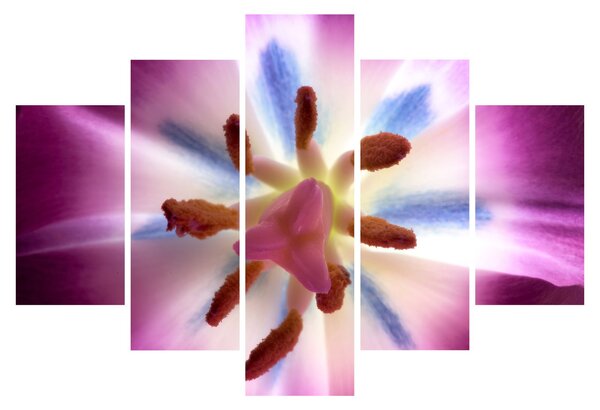 Slika - Cvijet tulipana u detalju (150x105 cm)