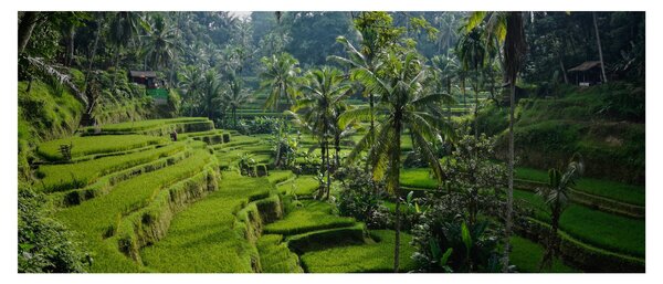 Slika rižinih terasa Tegalalang, Bali (120x50 cm)