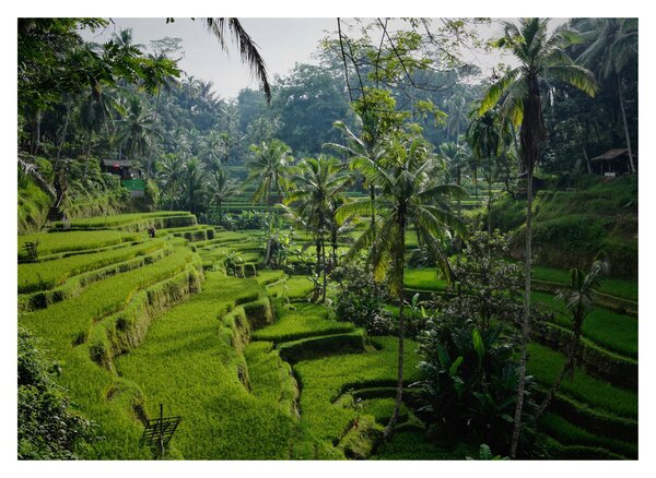 Slika rižinih terasa Tegalalang, Bali (70x50 cm)