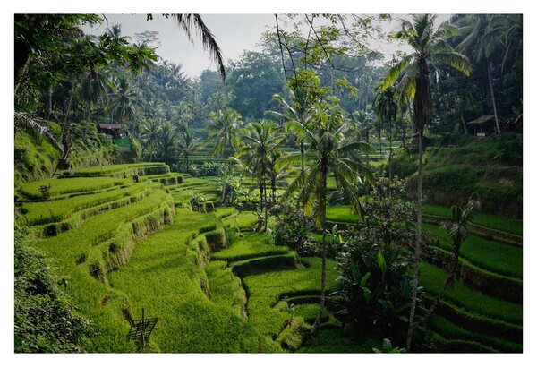 Slika rižinih terasa Tegalalang, Bali (90x60 cm)
