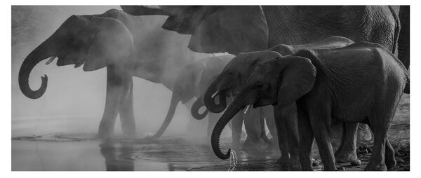 Slika slonova - crno-bijela (120x50 cm)