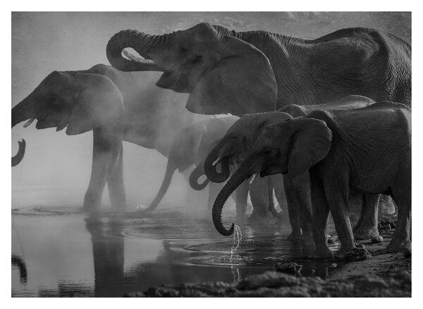 Slika slonova - crno-bijela (70x50 cm)