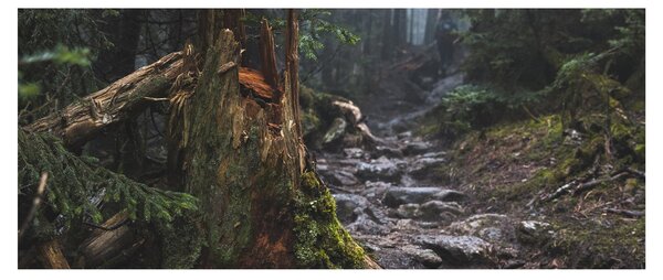 Slika - U šumi (120x50 cm)