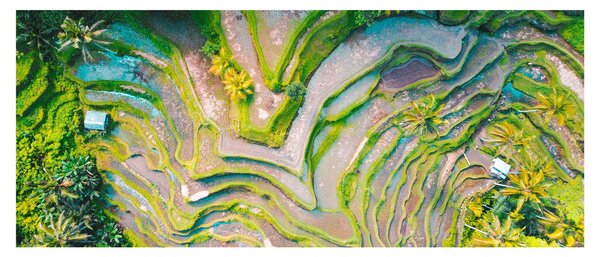 Slika rižinih polja iz ptičje perspektive (120x50 cm)