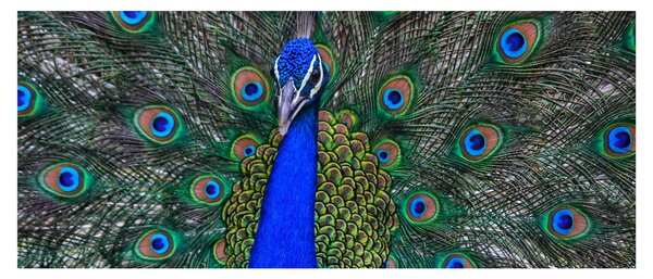 Slika - Paun (120x50 cm)