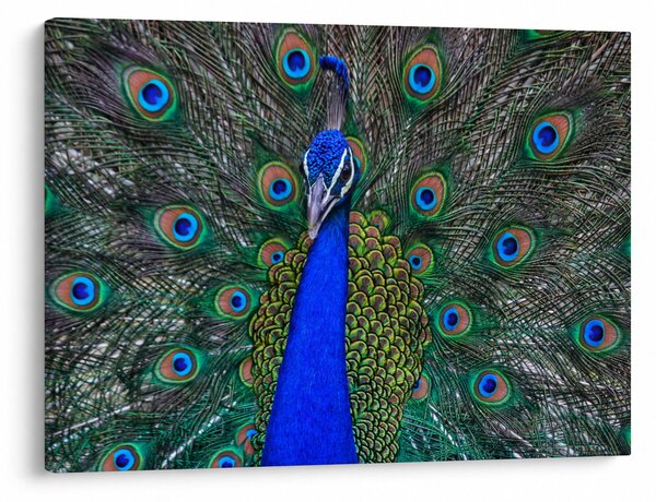 Slika - Paun (70x50 cm)