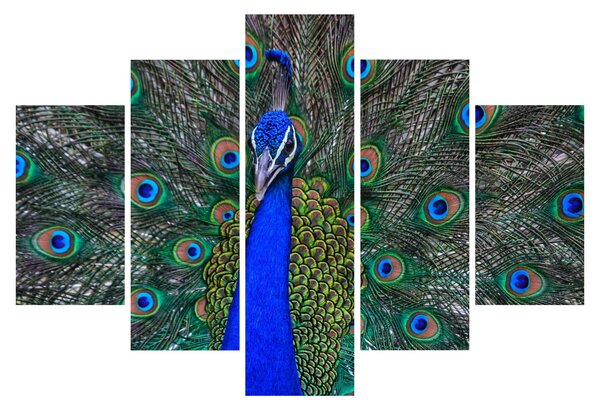 Slika - Paun (150x105 cm)