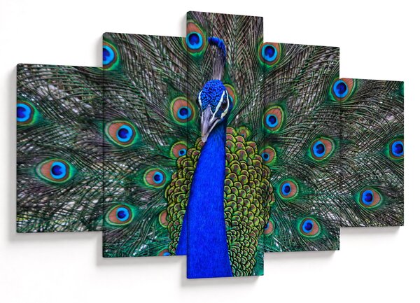 Slika - Paun (150x105 cm)