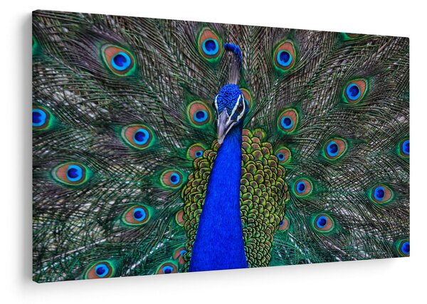 Slika - Paun (90x60 cm)