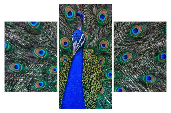 Slika - Paun (90x60 cm)