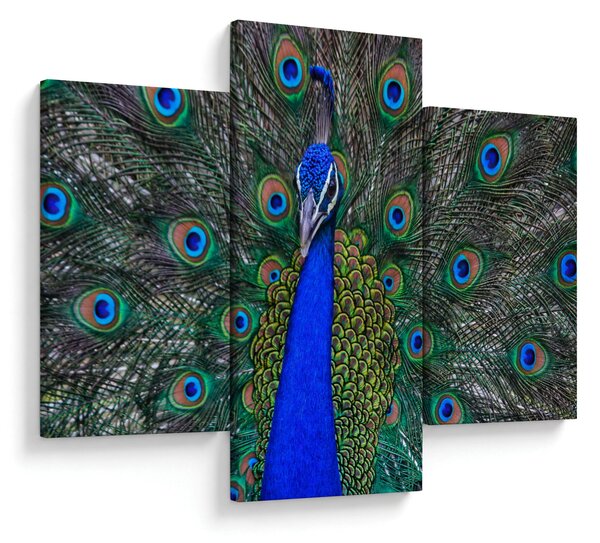 Slika - Paun (90x60 cm)