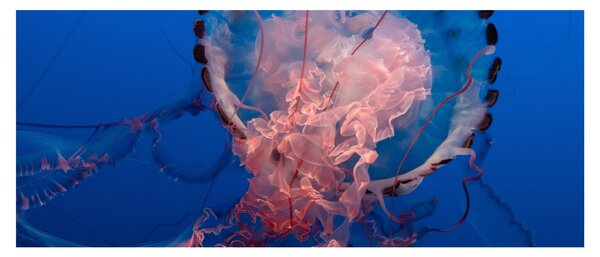 Slika meduze (120x50 cm)
