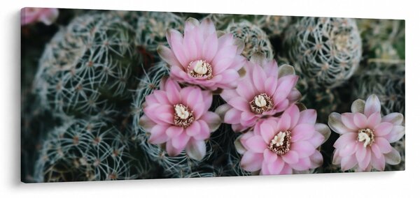 Slika cvijeta kaktusa (120x50 cm)