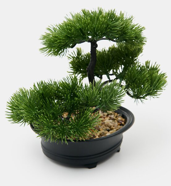 Sinsay - Ukrasna biljka – bonsai stablo