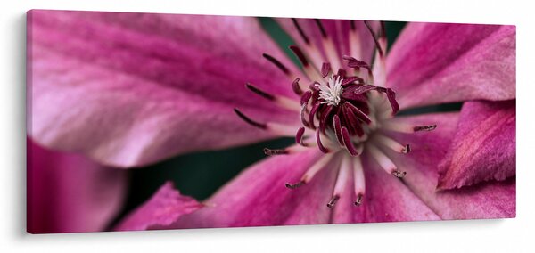 Slika ružičastog cvijeta klematisa (120x50 cm)