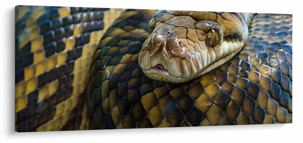 Slika - Piton (120x50 cm)