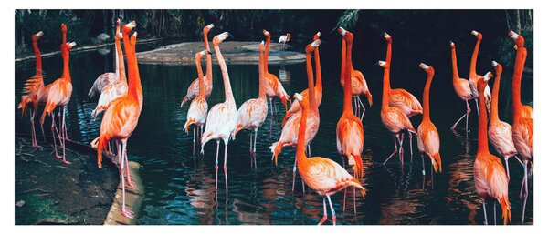Slika jata flaminga (120x50 cm)