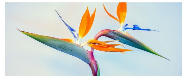 Slika cvijeta Strelicije (120x50 cm)